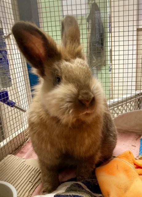 Enlarge Thumbelina and Harriet, a Adoptable Lionhead in Quilcene, WA image 2/4