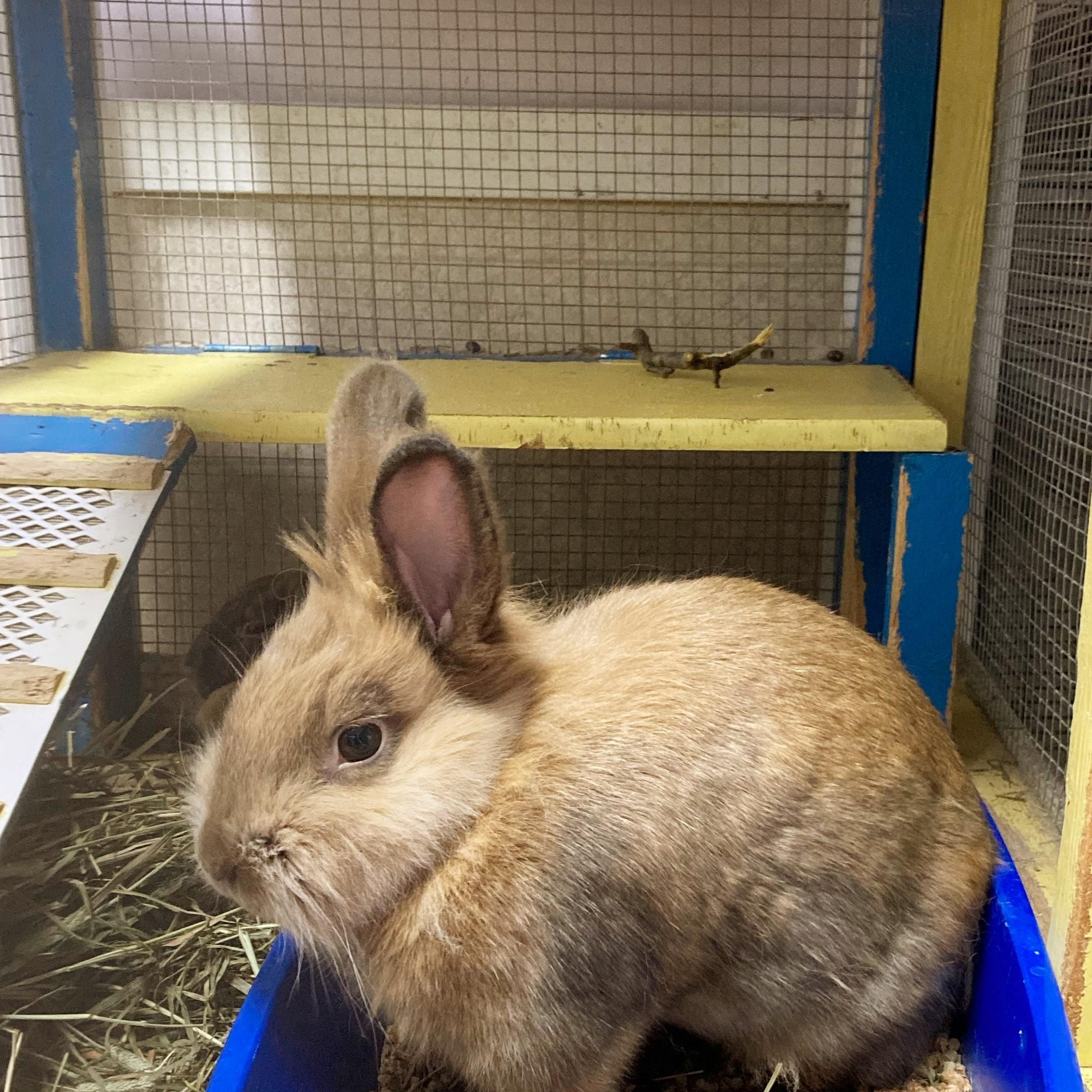 Enlarge Thumbelina and Harriet, a Adoptable Lionhead in Quilcene, WA image 3/4