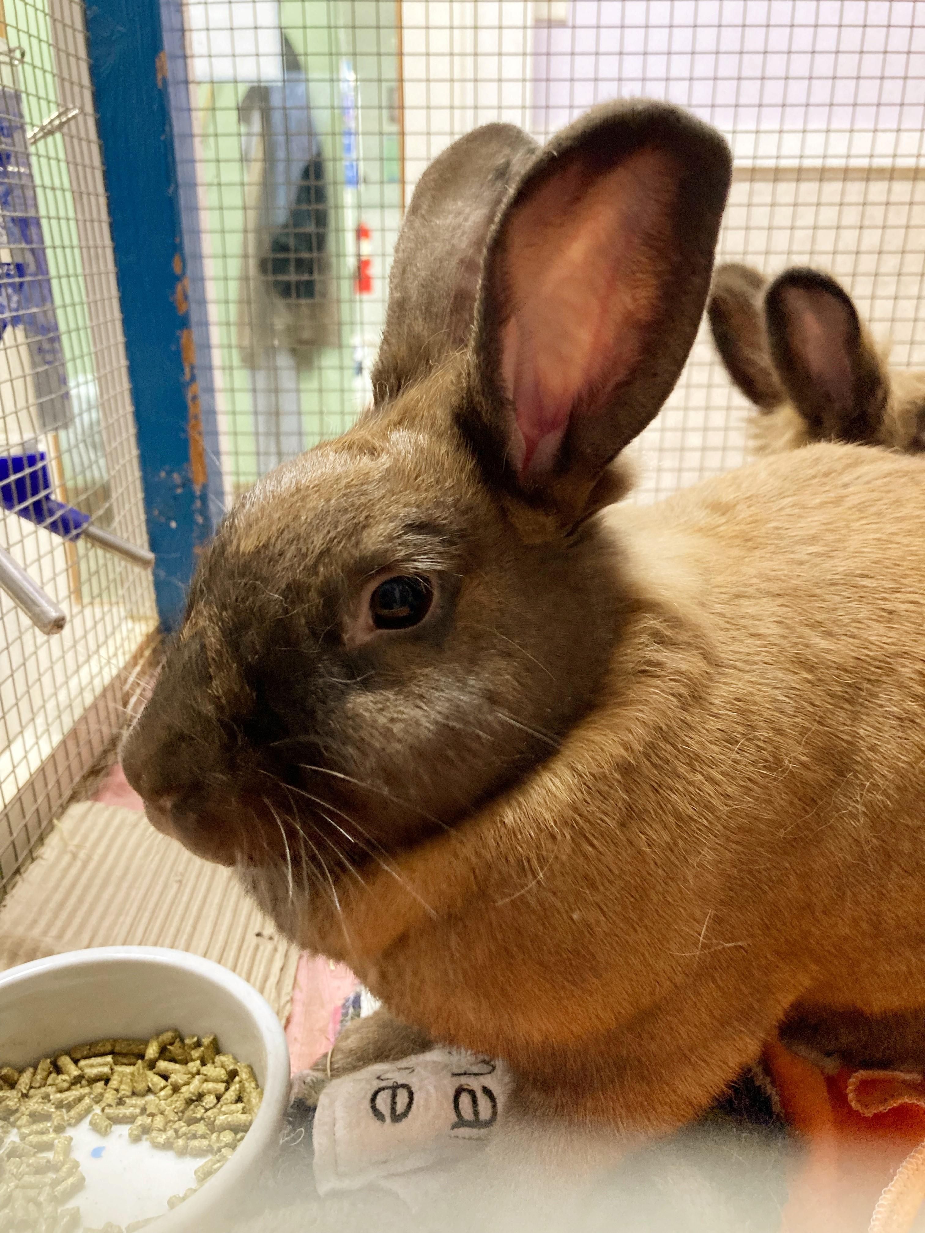 Enlarge Thumbelina and Harriet, a Adoptable Lionhead in Quilcene, WA image 4/4