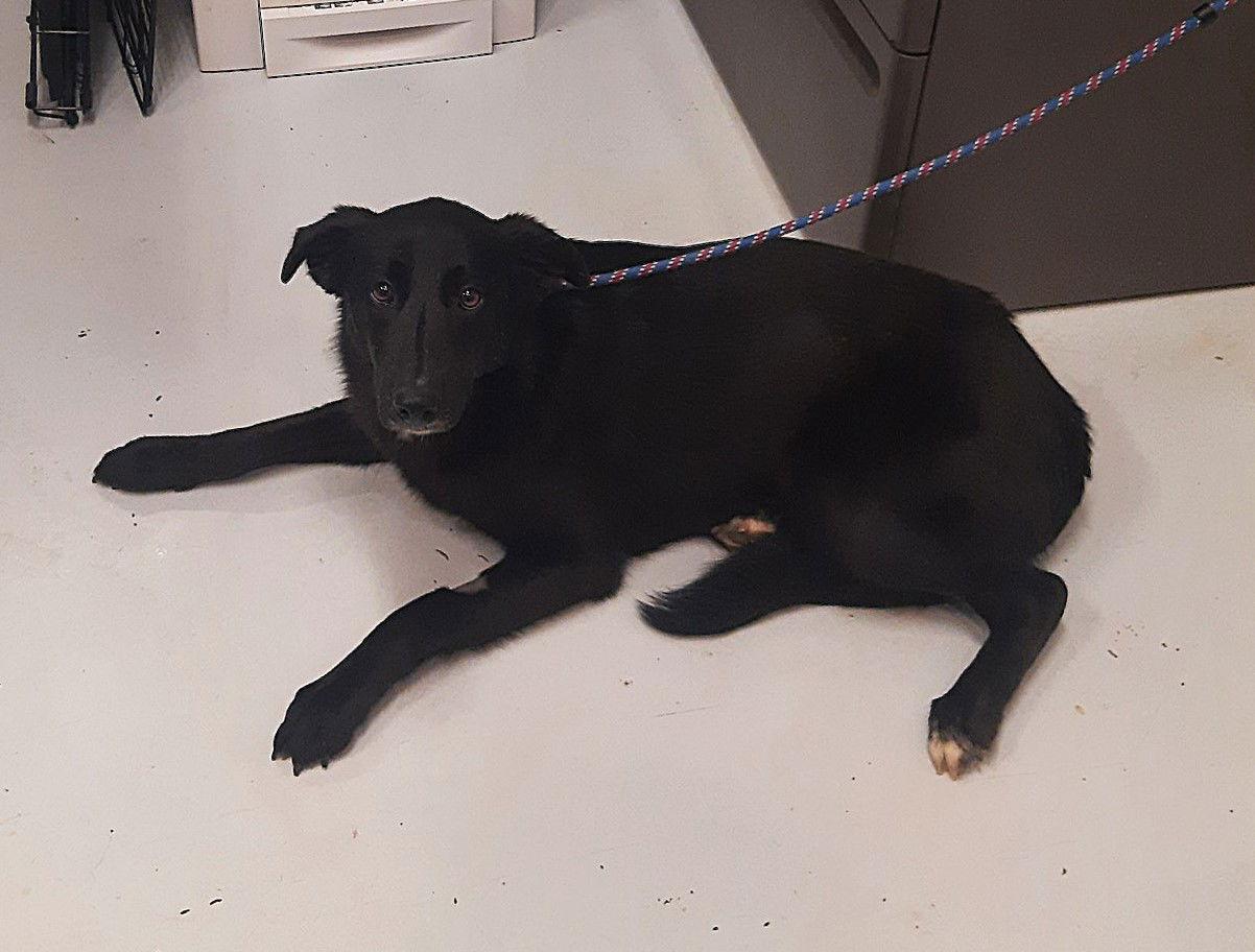 Beauty (Prison Program), Adopted, Adult Female Border Collie & German Shepherd Dog.