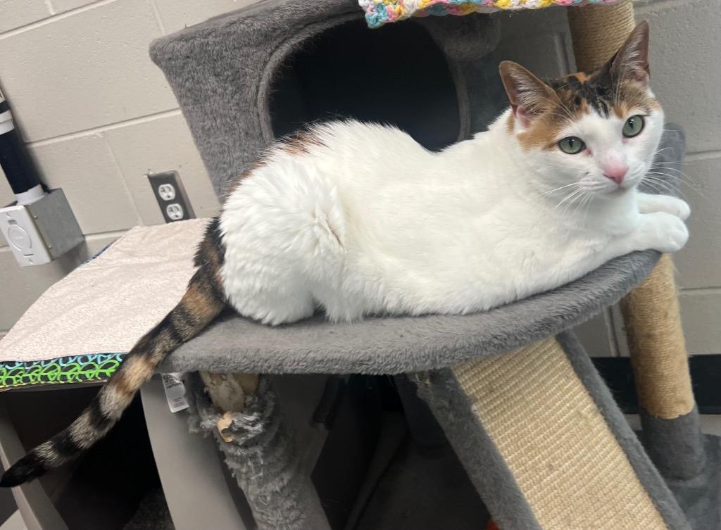 Loo Loos (Boo Boos), Adoptable, Senior Female Domestic Short Hair.