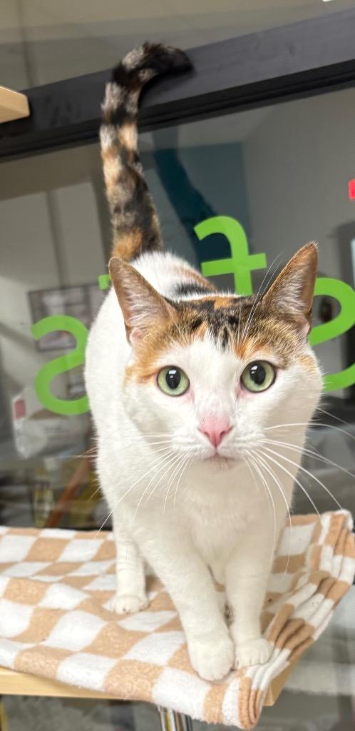 Enlarge Loo Loos (Boo Boos), a Adoptable mixed breed in Greeneville, TN image 2/4