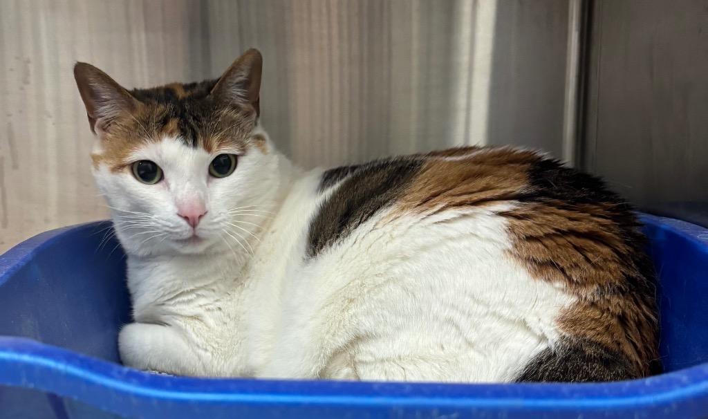 Loo Loos (Boo Boos), Adoptable, Senior Female Domestic Short Hair.