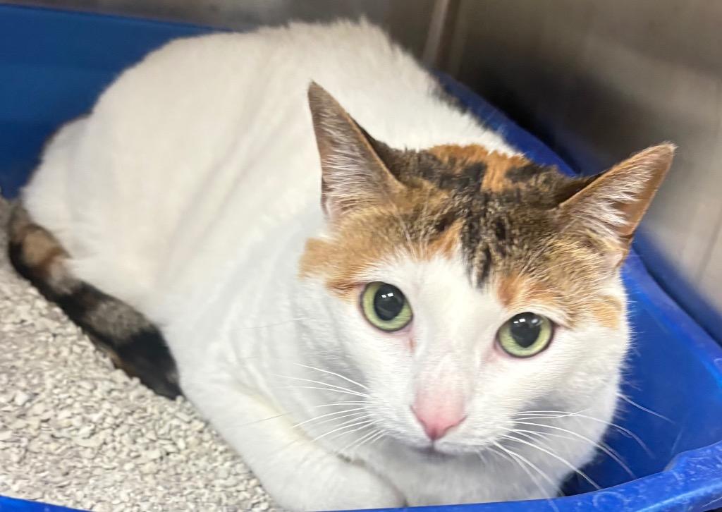 Enlarge Loo Loos (Boo Boos), a Adoptable mixed breed in Greeneville, TN image 2/3