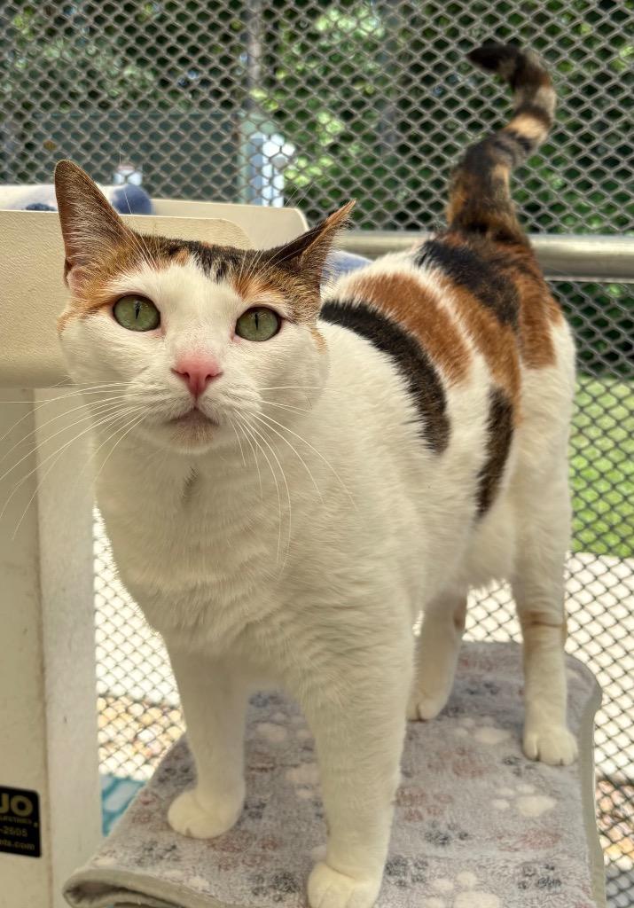 Enlarge Loo Loos (Boo Boos), a Adoptable mixed breed in Greeneville, TN image 4/4