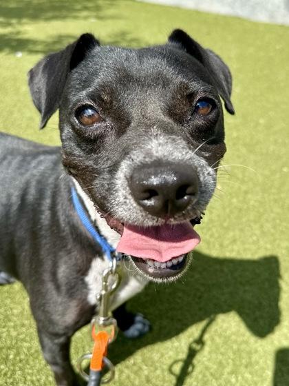 Pantera, Adoptable, Adult Female Mixed Breed & Mixed Breed.