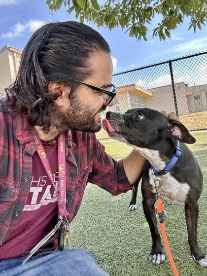 Enlarge Pantera, a Adoptable mixed breed in Wichita, KS image 2/3