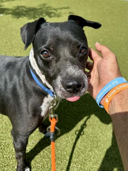 Enlarge Pantera, a Adoptable mixed breed in Wichita, KS image 3/3