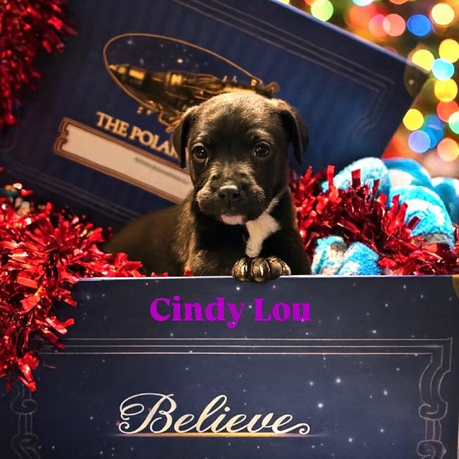 Enlarge Cindy Lou, an adopted mixed breed in Shinnston, WV image 1/1