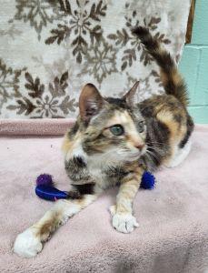 Milly, ADOPTABLE, Senior Female Domestic Short Hair & Calico.