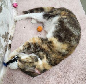 Enlarge Milly, a ADOPTABLE mixed breed in Bucyrus, OH image 3/3