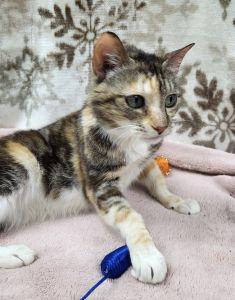 Enlarge Milly, a ADOPTABLE mixed breed in Bucyrus, OH image 2/3