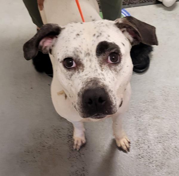 Dippin Dots (mcas), Adoptable, Adult Female Pit Bull Terrier.
