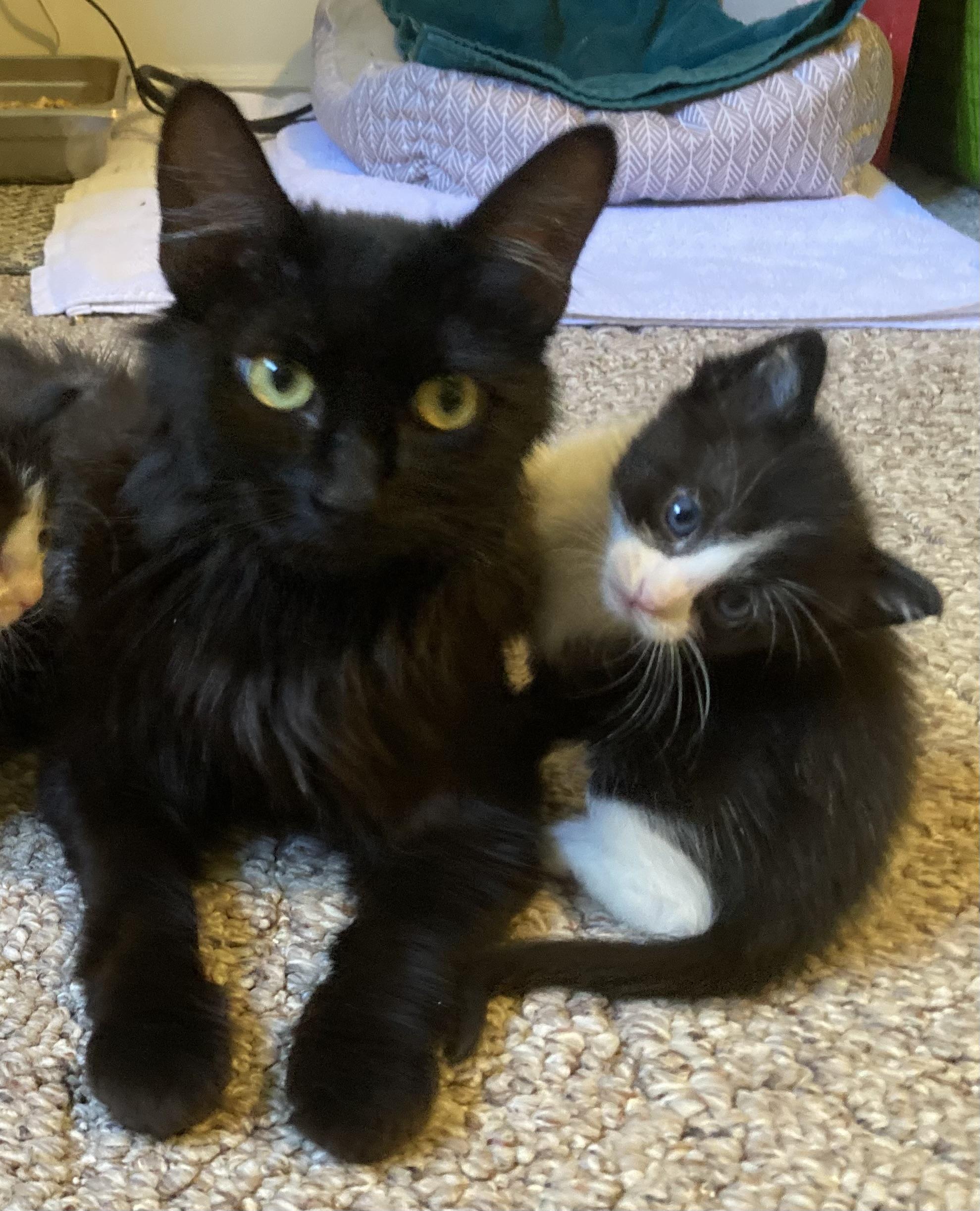 Jack Jack, Adoptable, Kitten Female Domestic Short Hair.