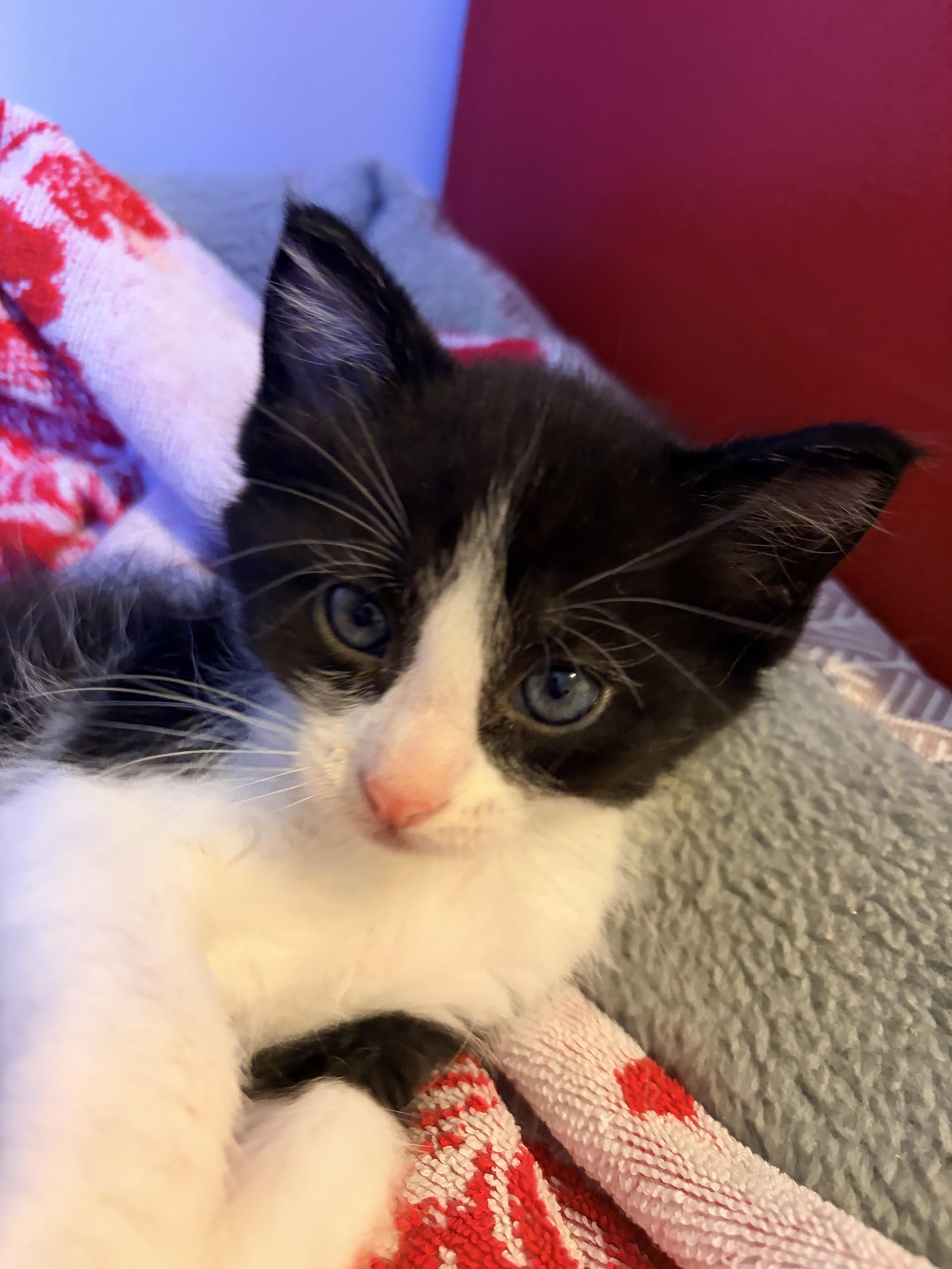 Jack Jack, a Adoptable Domestic Short Hair in Fruit Heights, UT image 2/6