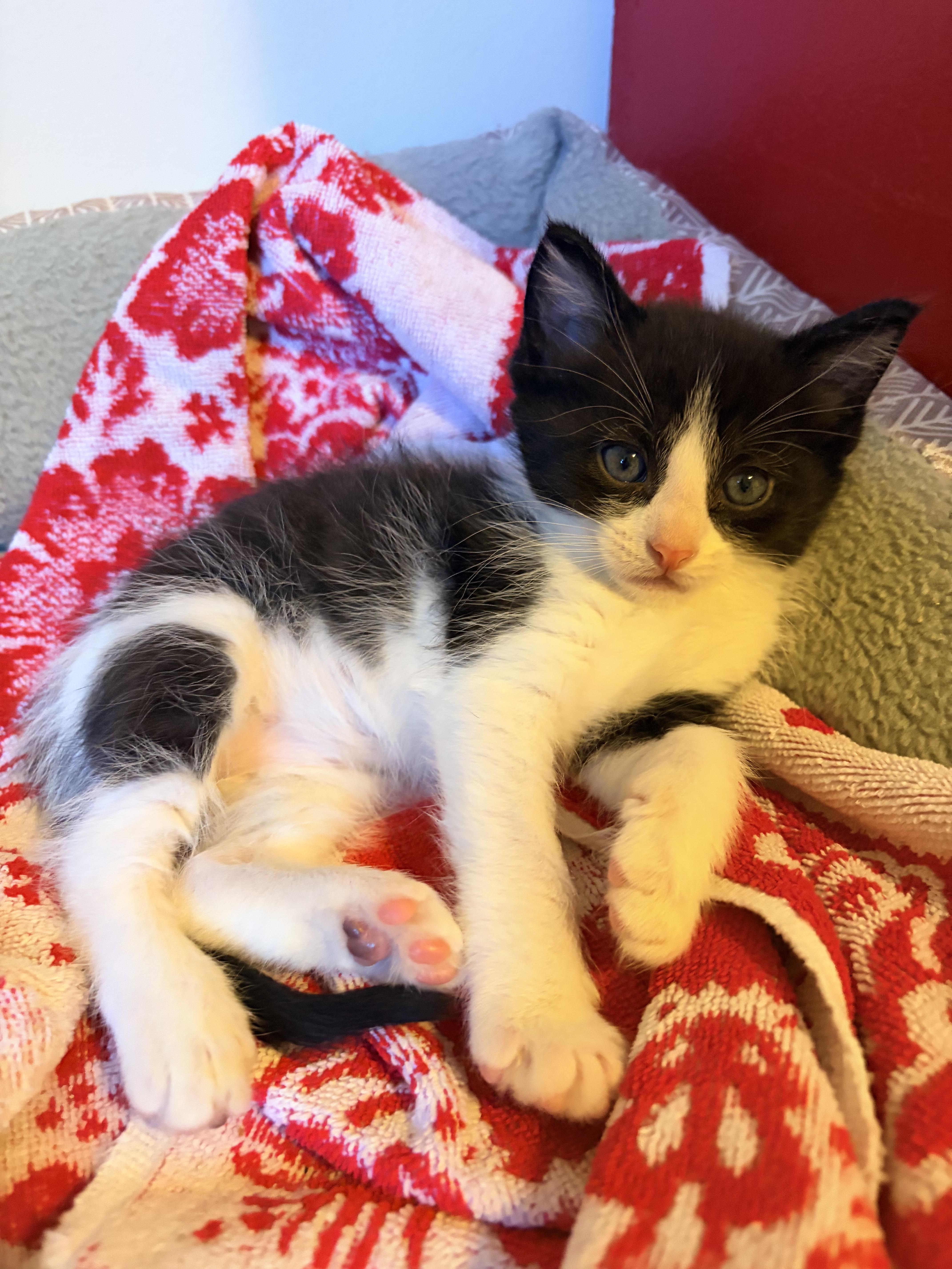 Jack Jack, a Adoptable Domestic Short Hair in Fruit Heights, UT image 4/6