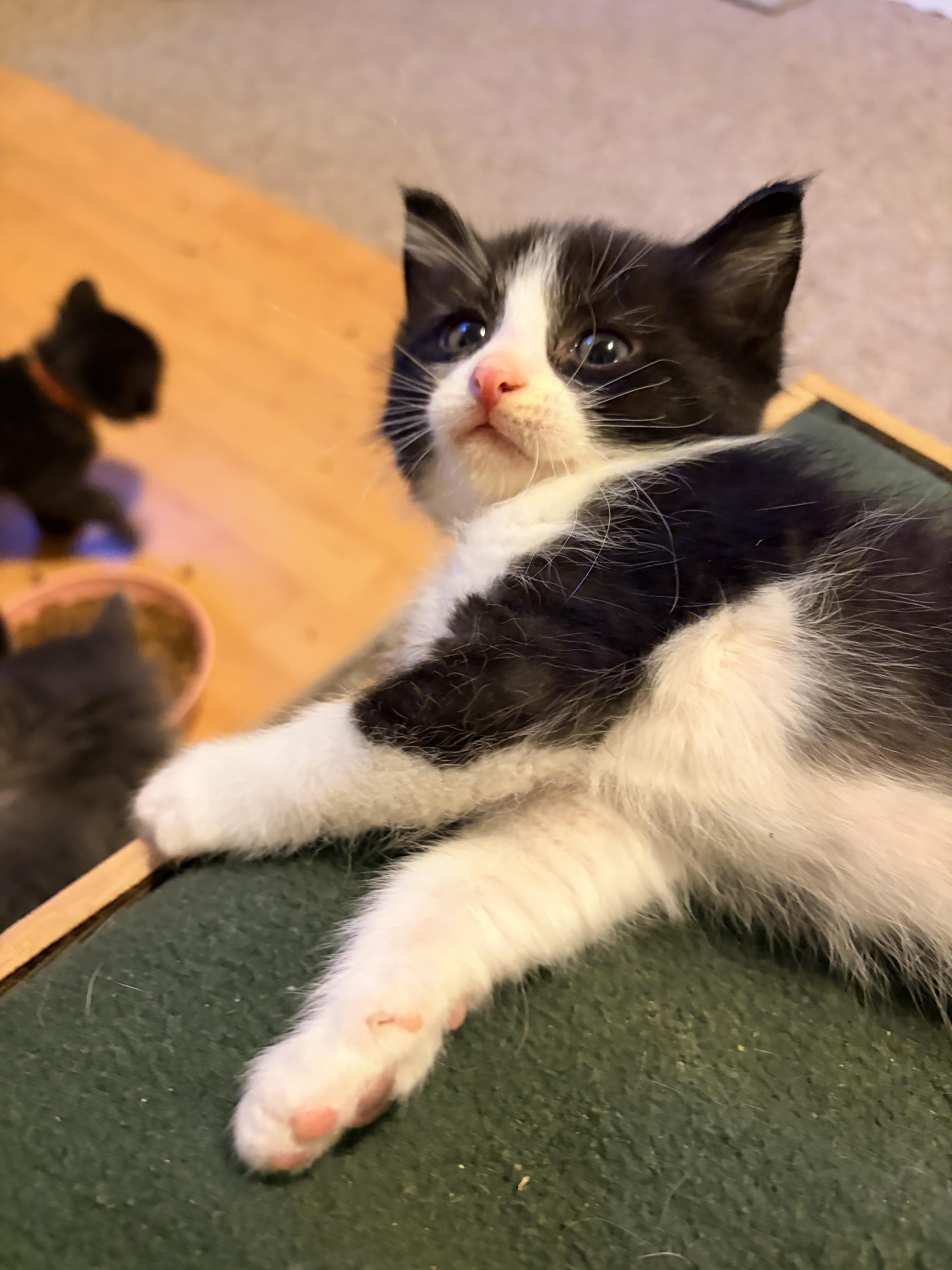 Jack Jack, a Adoptable Domestic Short Hair in Fruit Heights, UT image 5/6