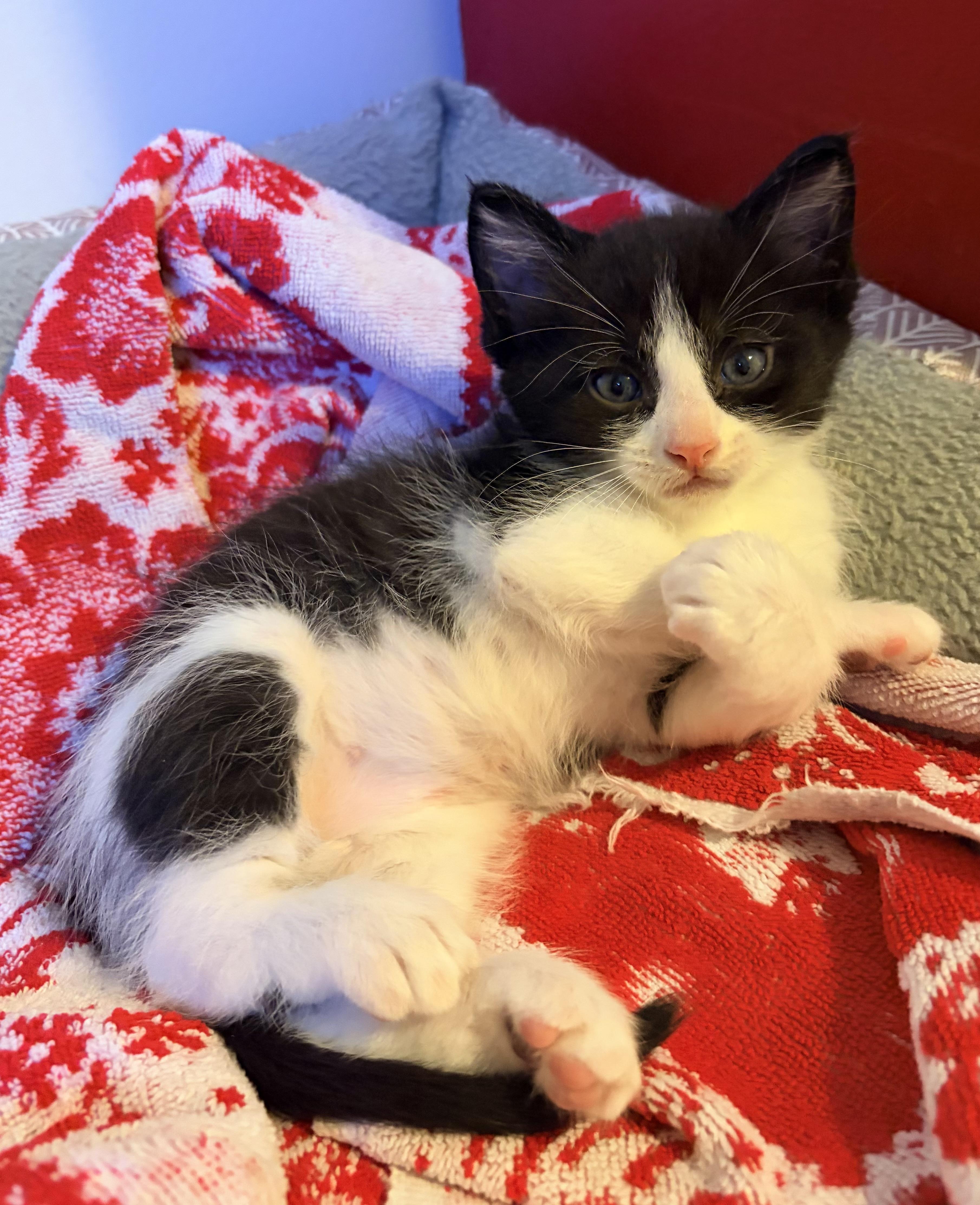 Jack Jack, a Adoptable Domestic Short Hair in Fruit Heights, UT image 6/6