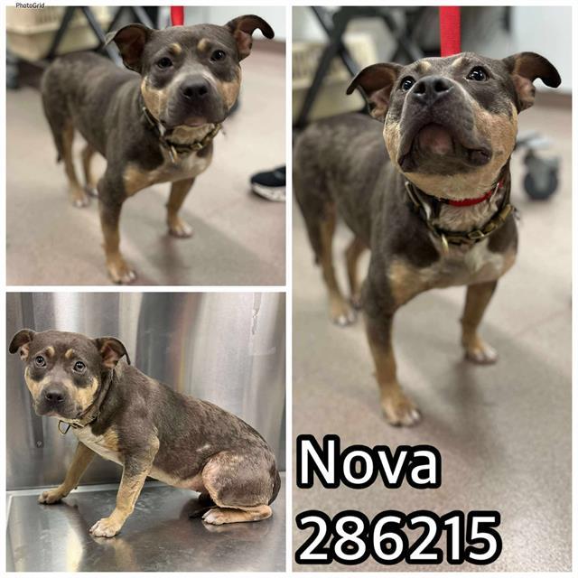 Enlarge NOVA, a Adoptable Mixed Breed in Macon, GA image 1/1
