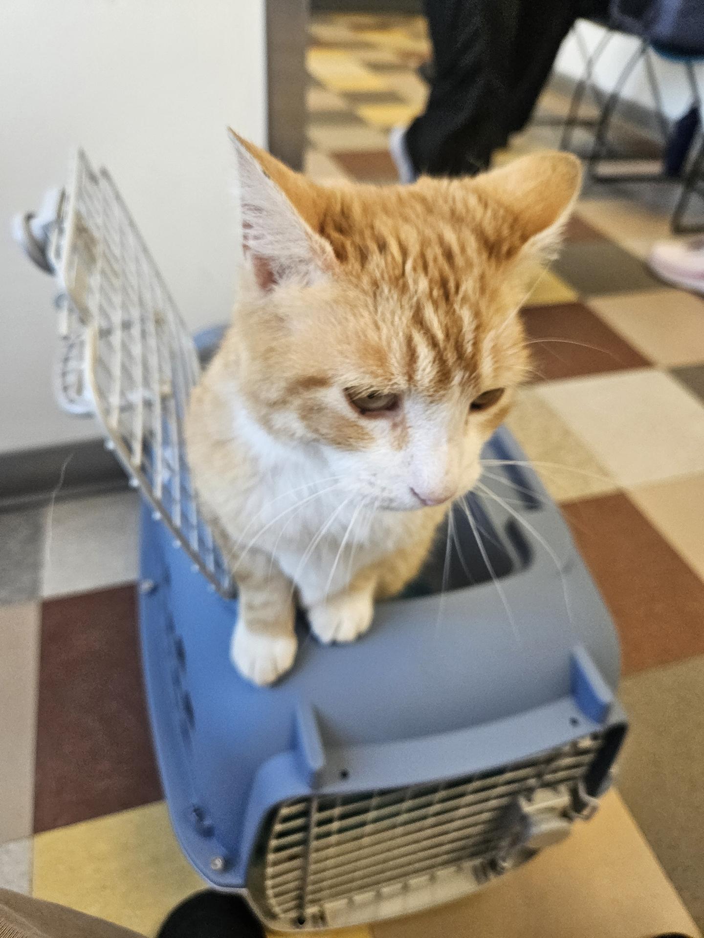 Enlarge Sunny Boy Parkside, an adopted Domestic Short Hair in Philadelphia, PA image 5/6