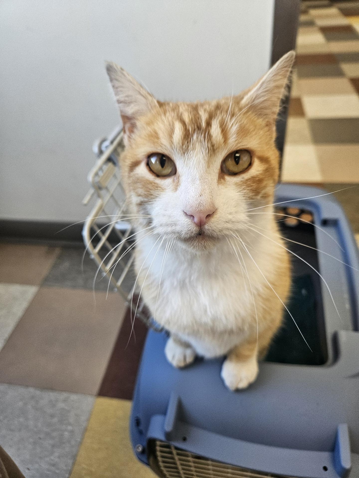 Enlarge Sunny Boy Parkside, an adopted Domestic Short Hair in Philadelphia, PA image 4/6