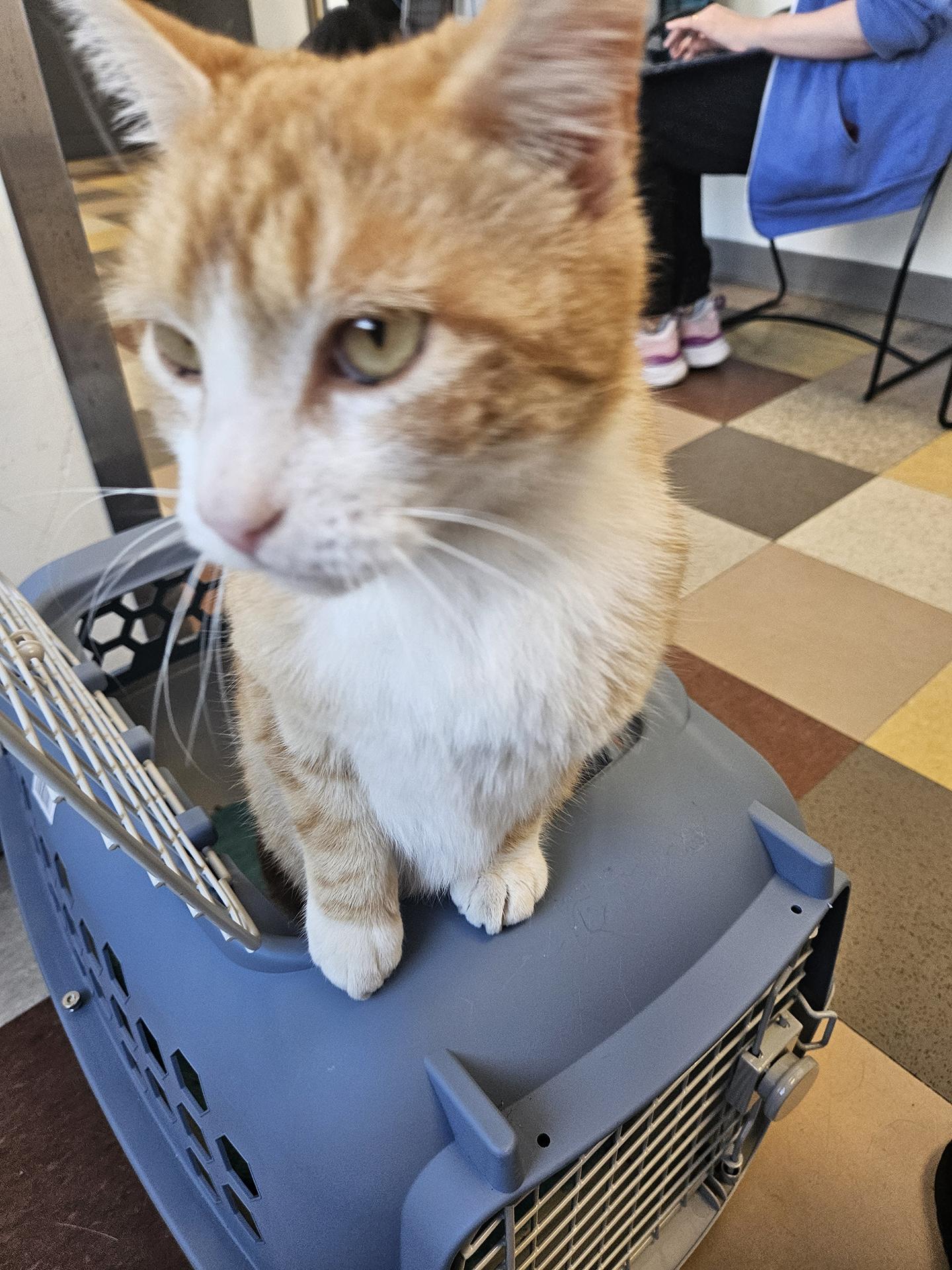 Enlarge Sunny Boy Parkside, an adopted Domestic Short Hair in Philadelphia, PA image 3/6