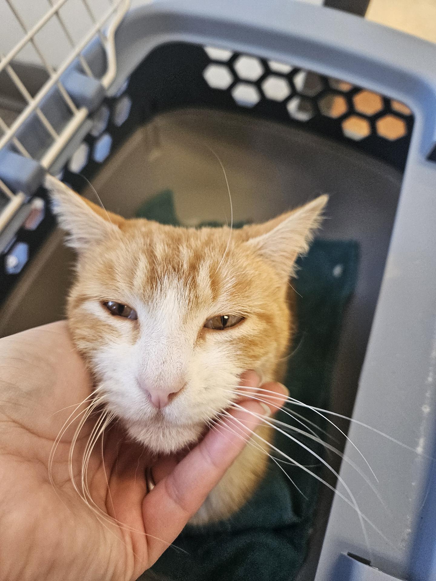 Enlarge Sunny Boy Parkside, an adopted Domestic Short Hair in Philadelphia, PA image 6/6