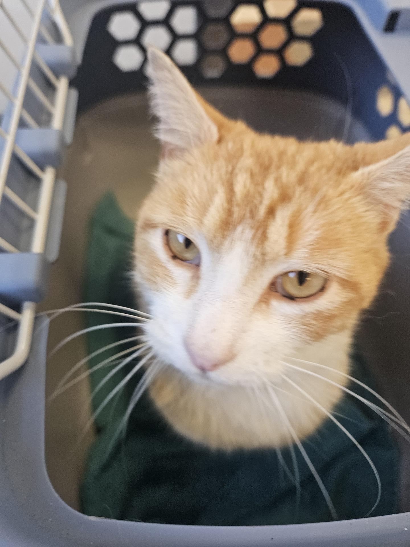 Enlarge Sunny Boy Parkside, an adopted Domestic Short Hair in Philadelphia, PA image 2/6
