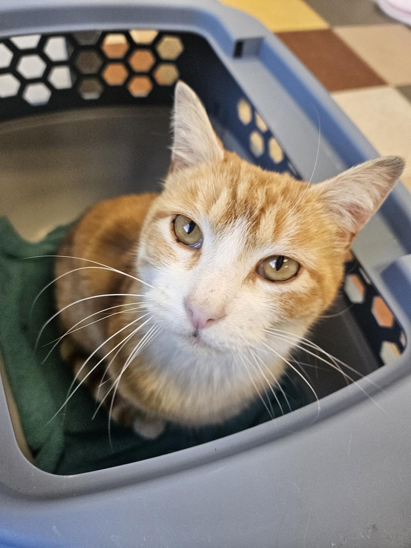 Enlarge Sunny Boy Parkside, an adopted Domestic Short Hair in Philadelphia, PA image 1/6