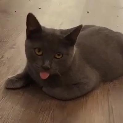 ATV, a Adoptable Domestic Short Hair in Leander, TX image 1/5