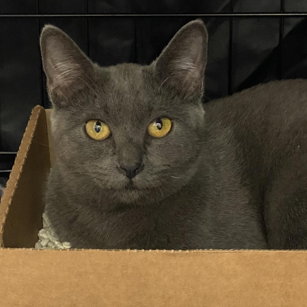 ATV, a Adoptable Domestic Short Hair in Leander, TX image 2/5