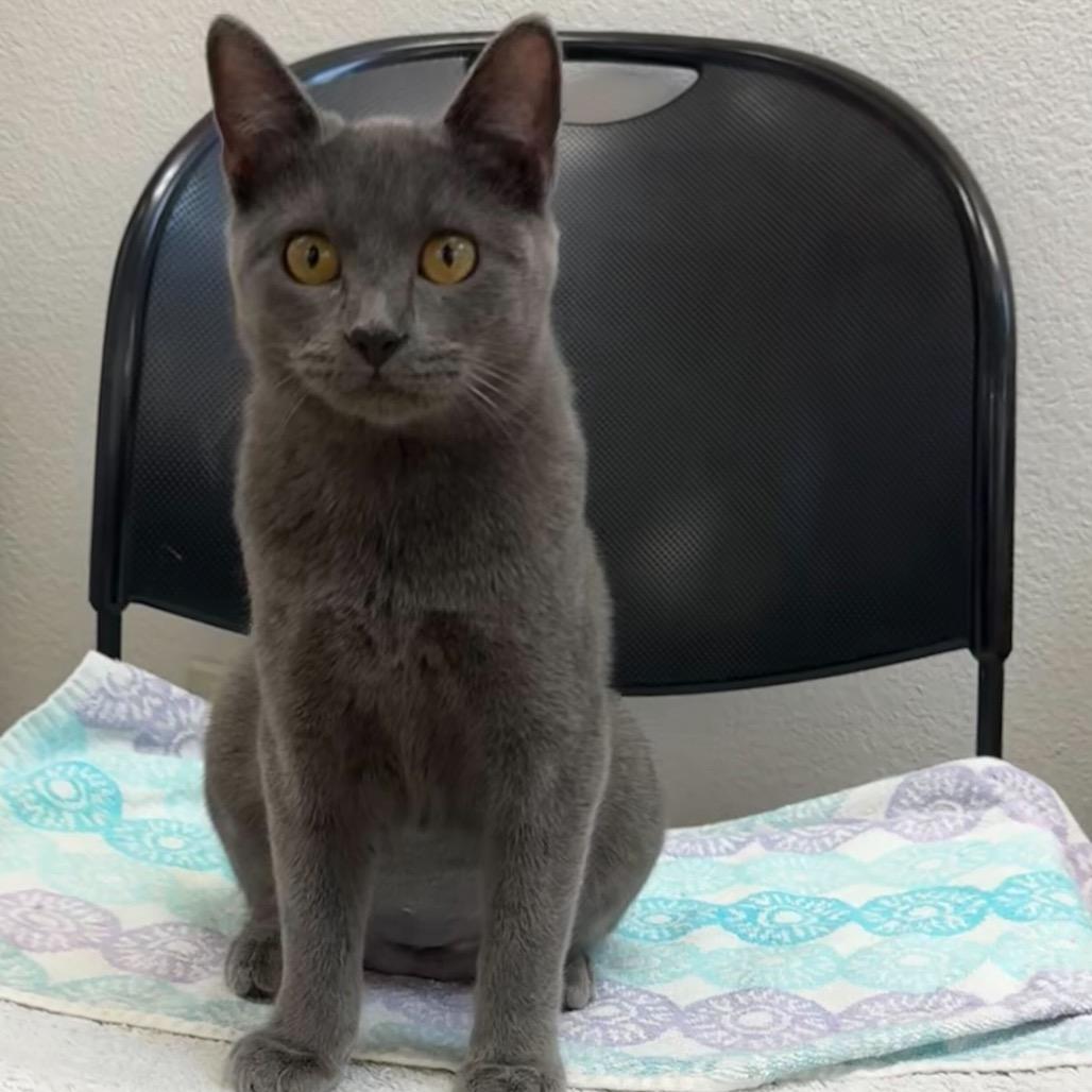 ATV, a Adoptable Domestic Short Hair in Leander, TX image 4/5