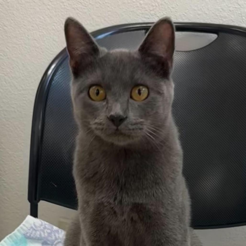 ATV, a Adoptable Domestic Short Hair in Leander, TX image 5/5