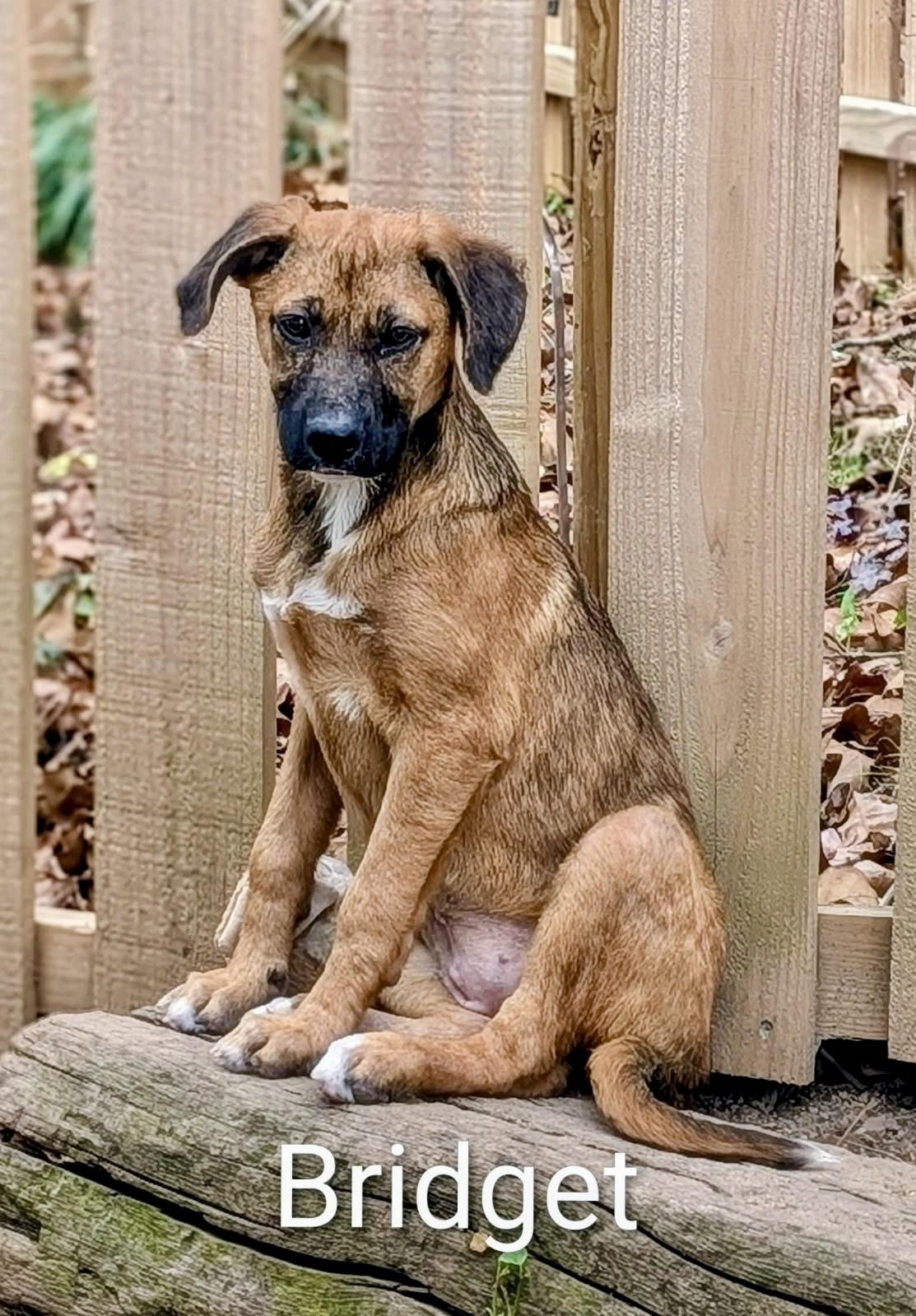 Bridget , ADOPTABLE, Puppy Female Shepherd.