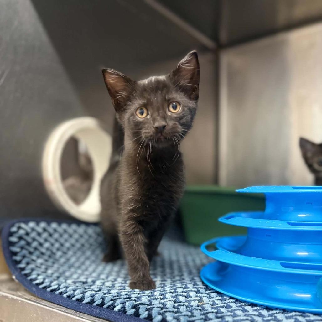 Enlarge Skeet, a Adoptable Domestic Short Hair in Stephenville, TX image 2/2