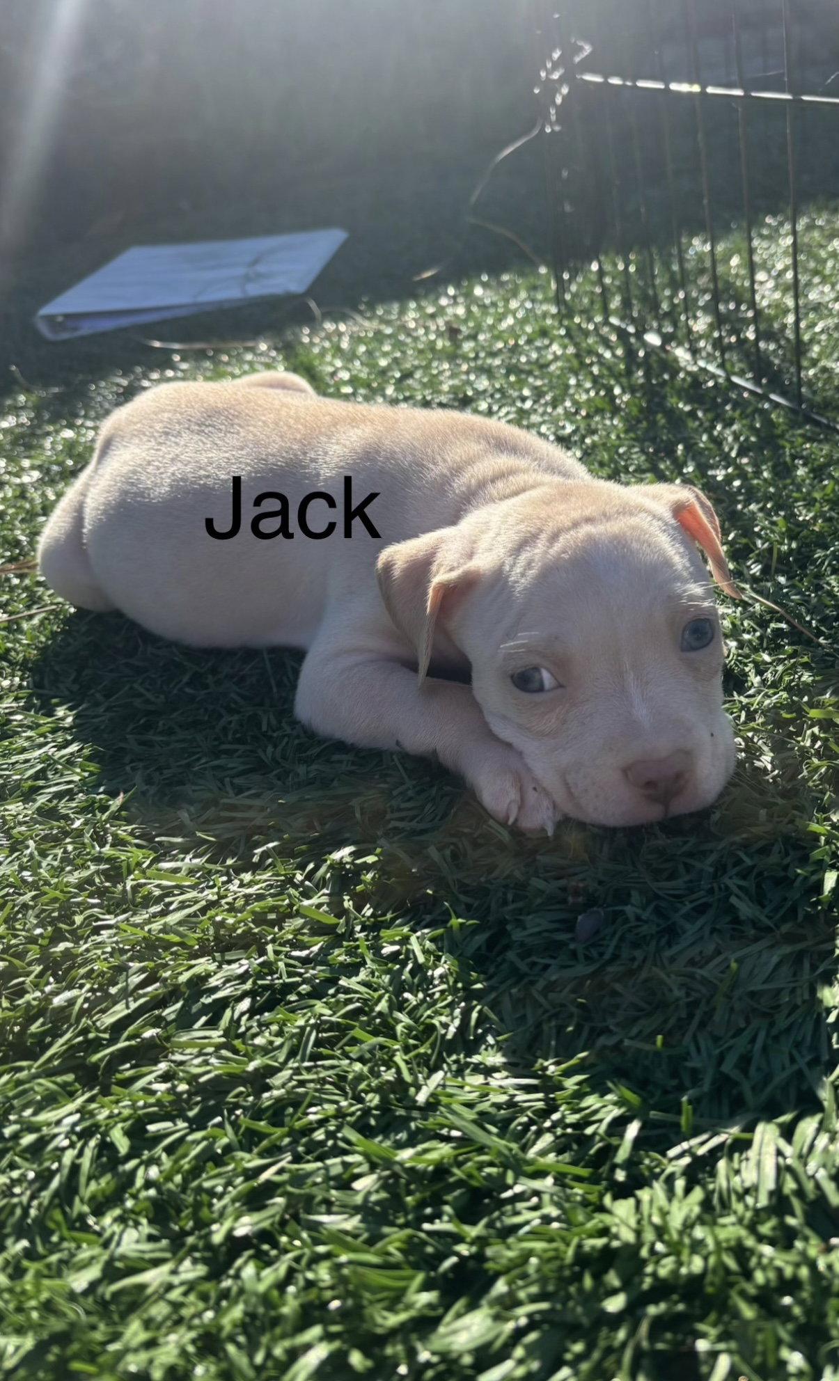 Sweetie's Treats- Jack, Adoptable, Puppy Male American Staffordshire Terrier.