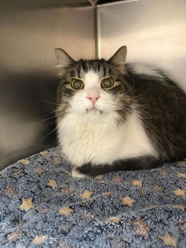 Gumdrop, Adoptable, Senior Male Domestic Long Hair.