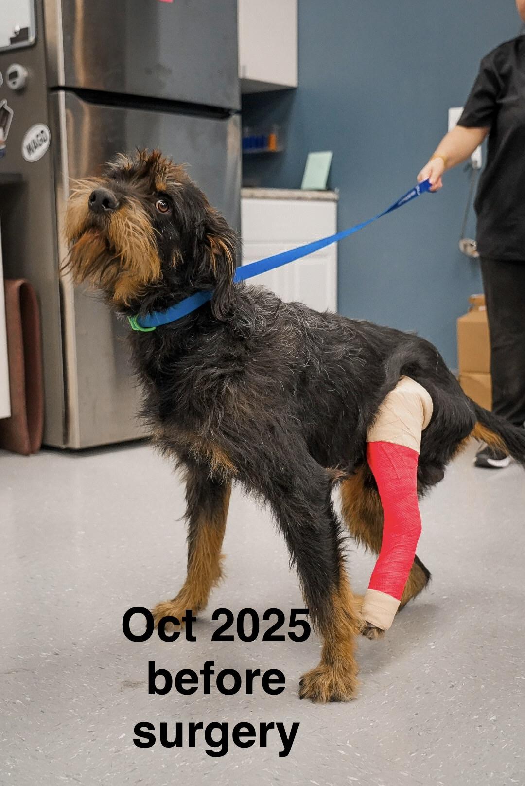 Enlarge Benji, a ADOPTABLE mixed breed in Plano, TX image 2/2