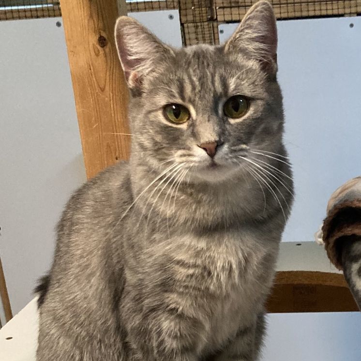 Molly Magee, a Adoptable mixed breed in Germansville, PA image 1/6