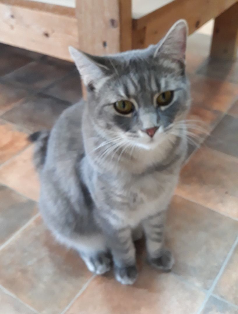 Molly Magee, a Adoptable mixed breed in Germansville, PA image 2/6