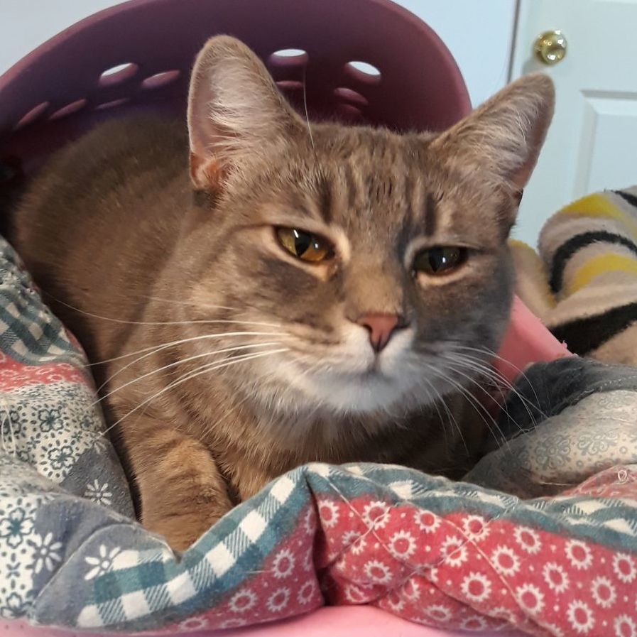 Molly Magee, a Adoptable mixed breed in Germansville, PA image 3/6