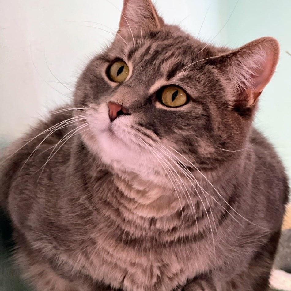 Enlarge Molly Magee, a Adoptable mixed breed in Germansville, PA image 1/6