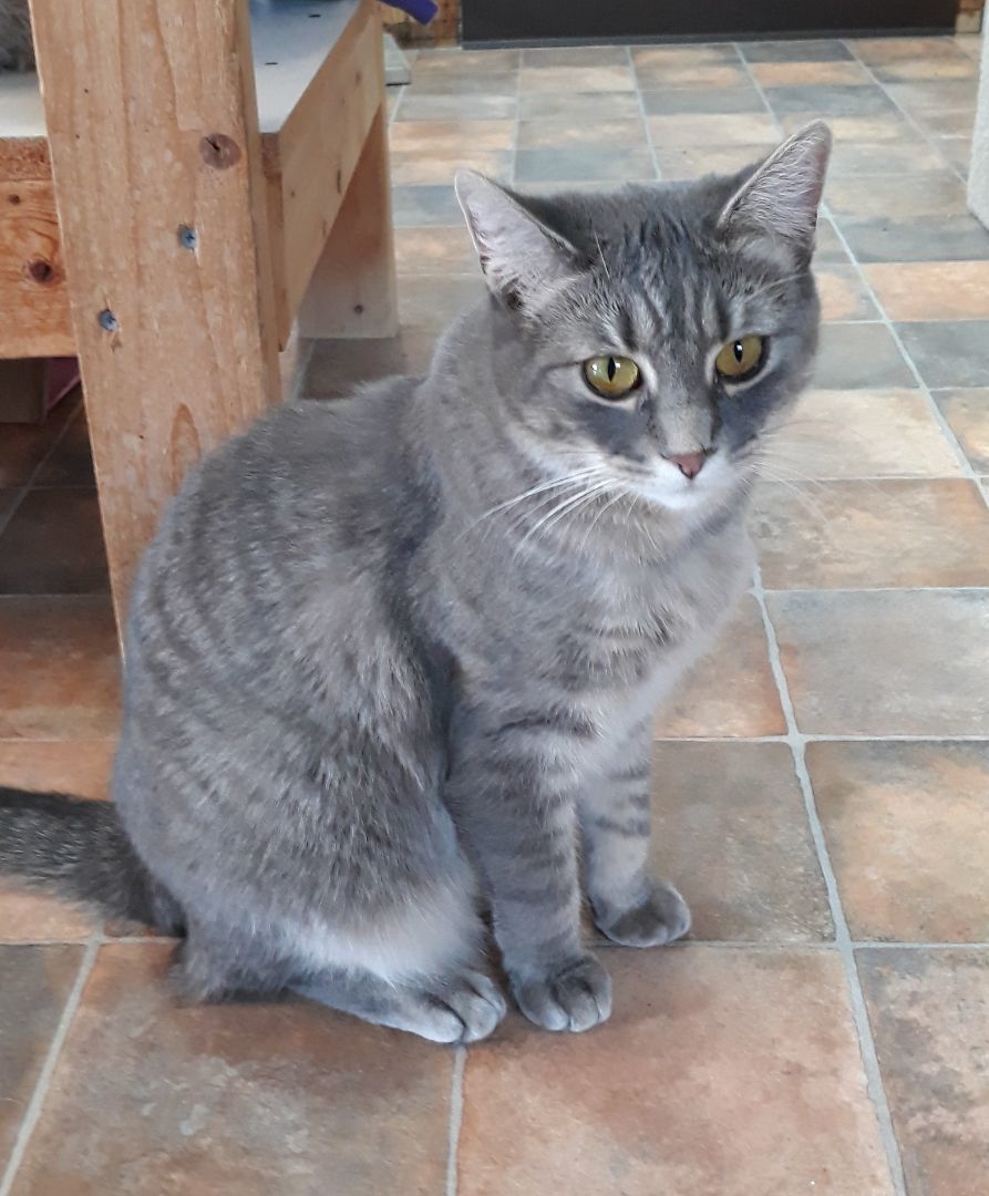 Molly Magee, a Adoptable mixed breed in Germansville, PA image 4/6