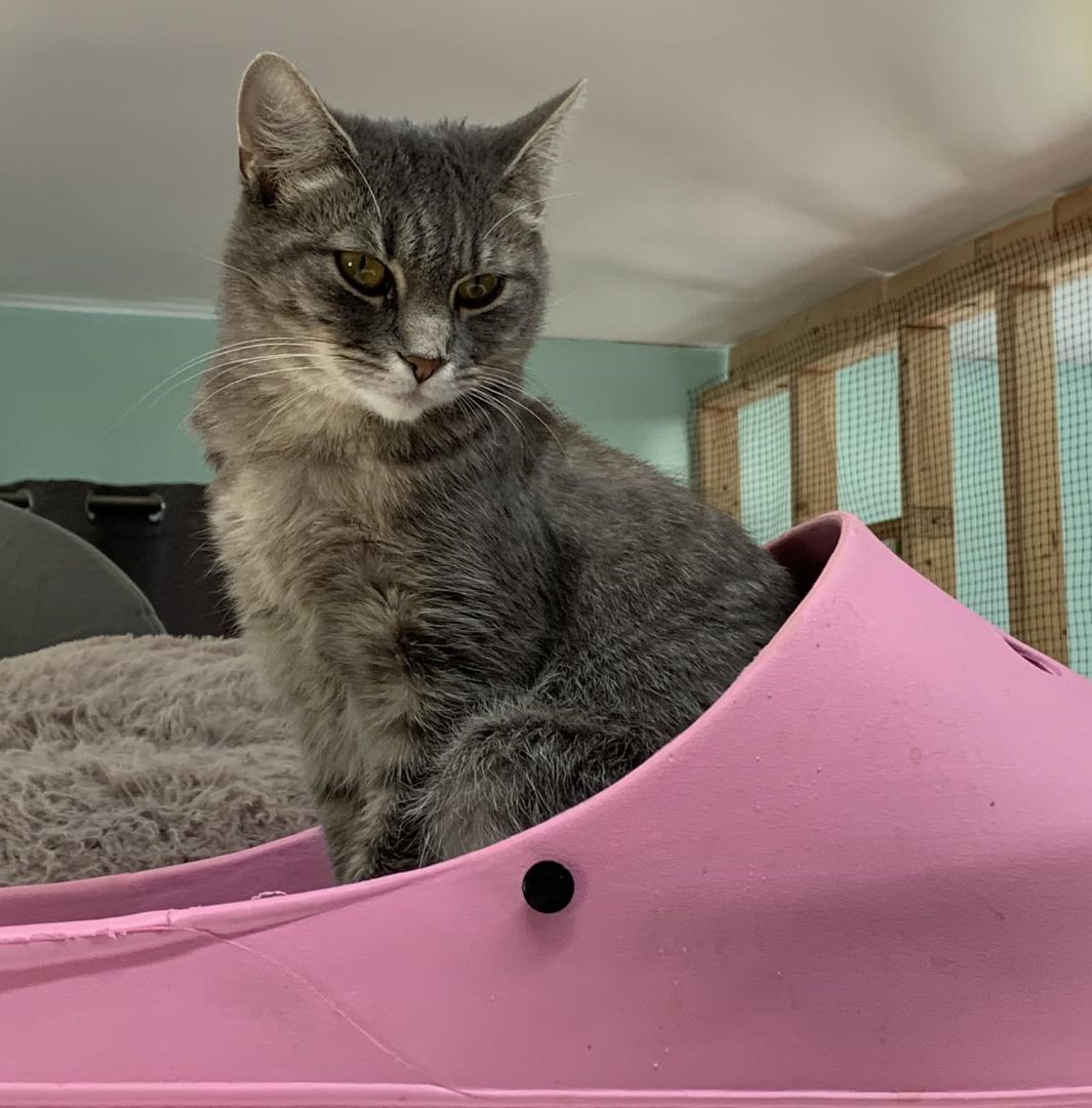 Molly Magee, a Adoptable mixed breed in Germansville, PA image 5/6