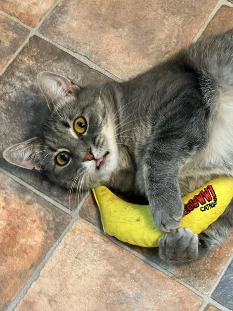 Molly Magee, a Adoptable mixed breed in Germansville, PA image 6/6