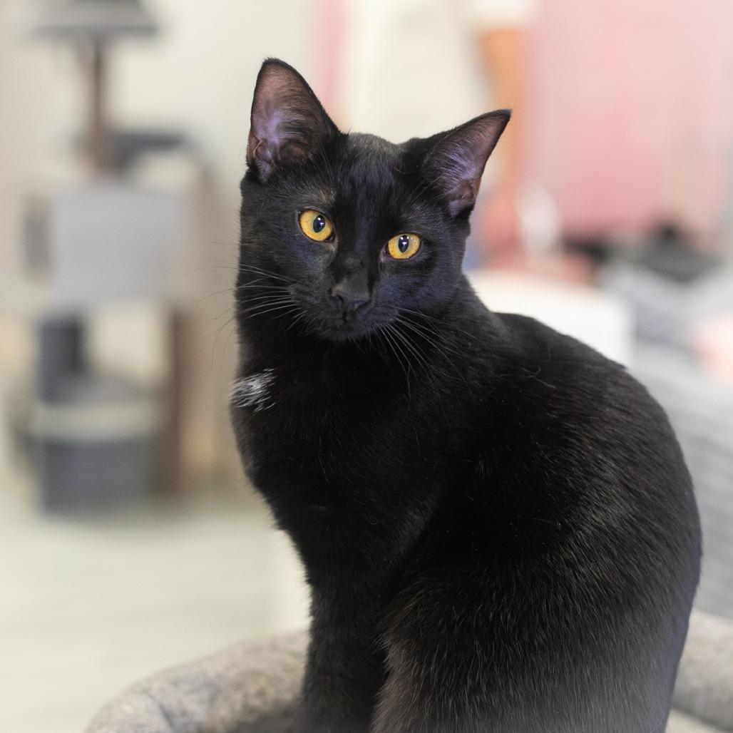 Enlarge Cricket, a Adoptable Domestic Short Hair in Ponte Vedra, FL image 1/4