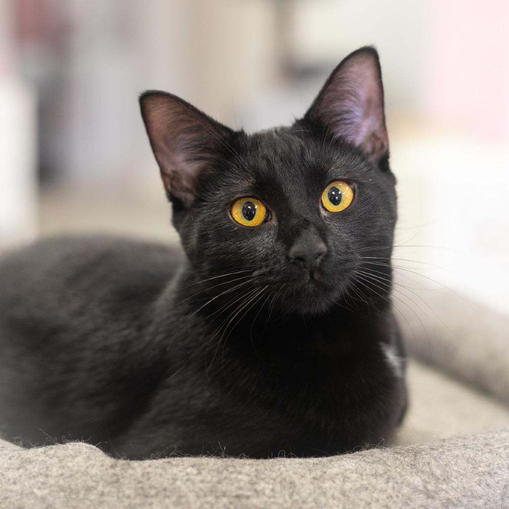 Enlarge Cricket, a Adoptable Domestic Short Hair in Ponte Vedra, FL image 2/4