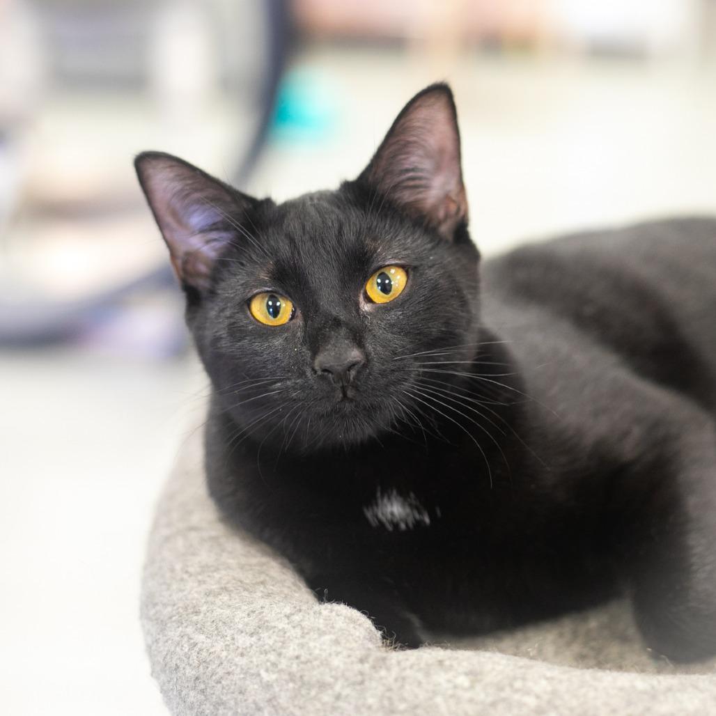 Enlarge Cricket, a Adoptable Domestic Short Hair in Ponte Vedra, FL image 3/4