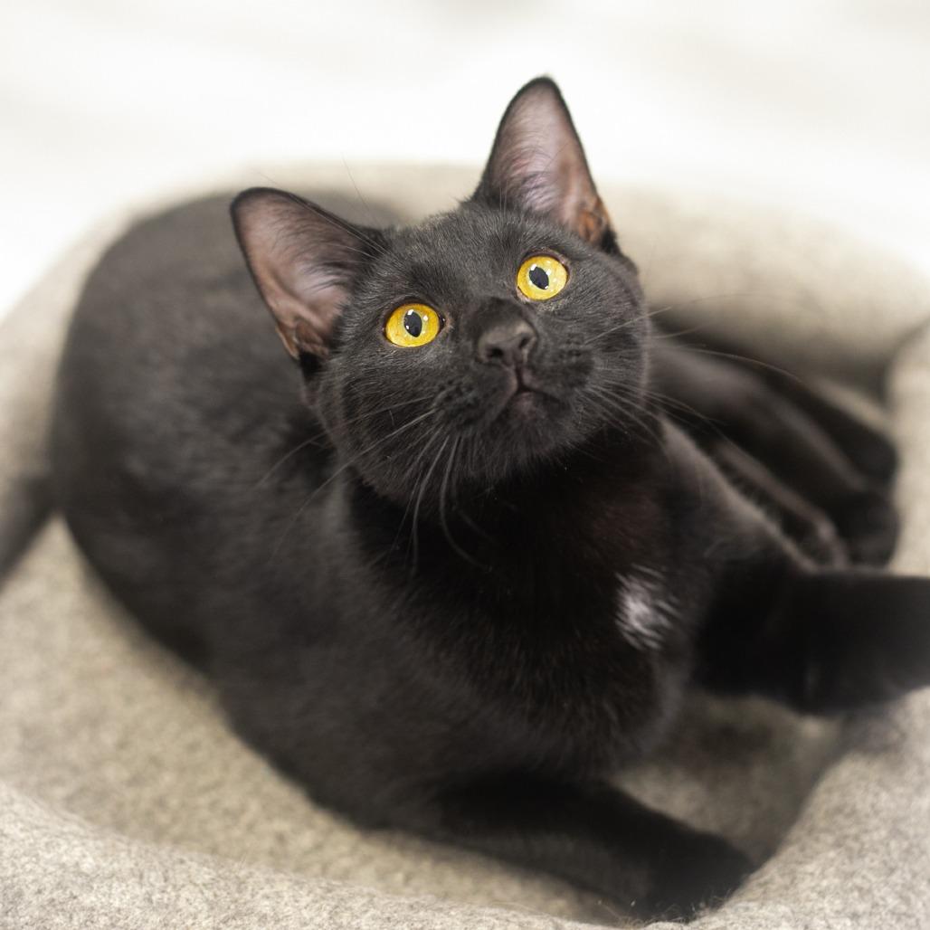 Enlarge Cricket, a Adoptable Domestic Short Hair in Ponte Vedra, FL image 4/4