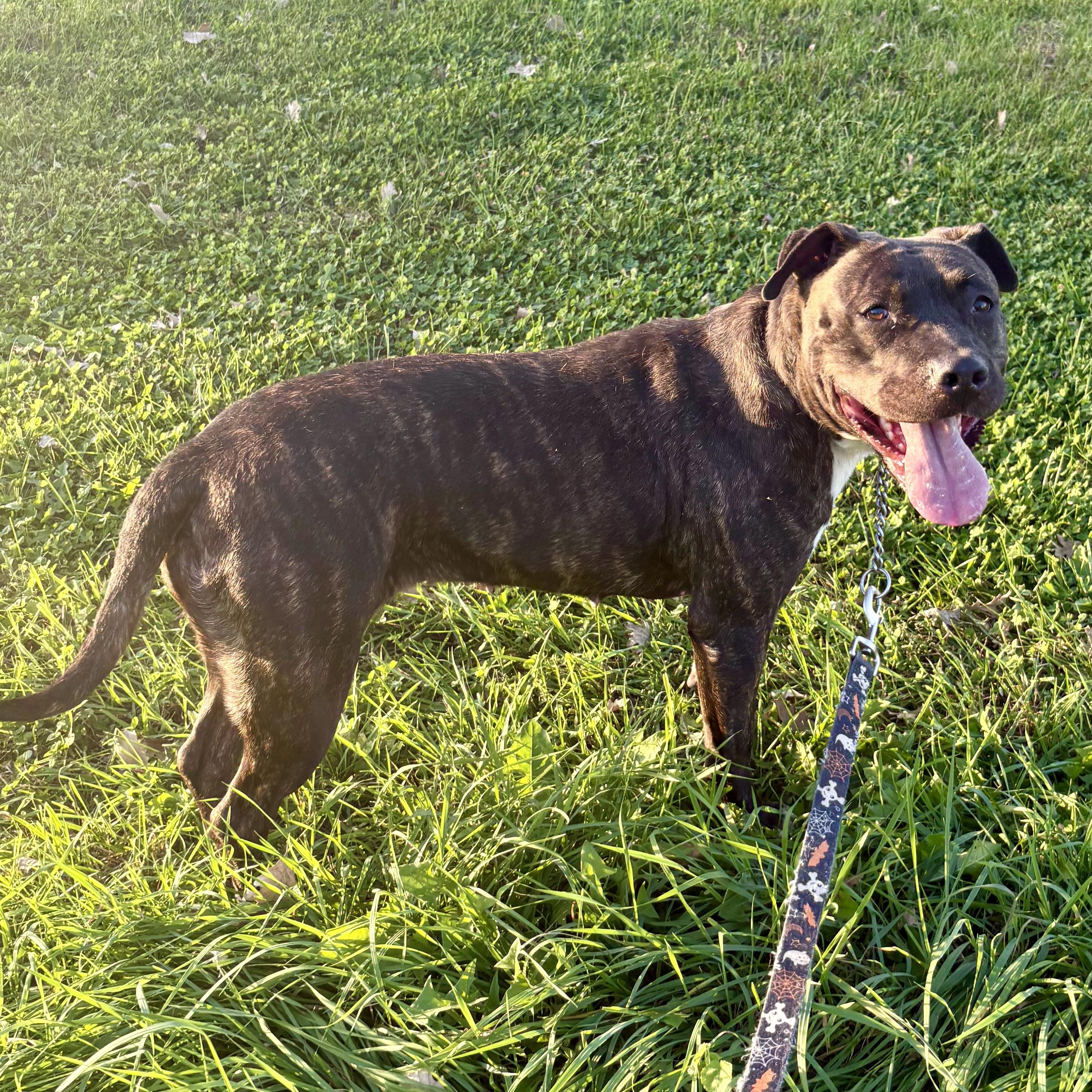 Enlarge Maple, a Adoptable mixed breed in Charles City, IA image 5/5